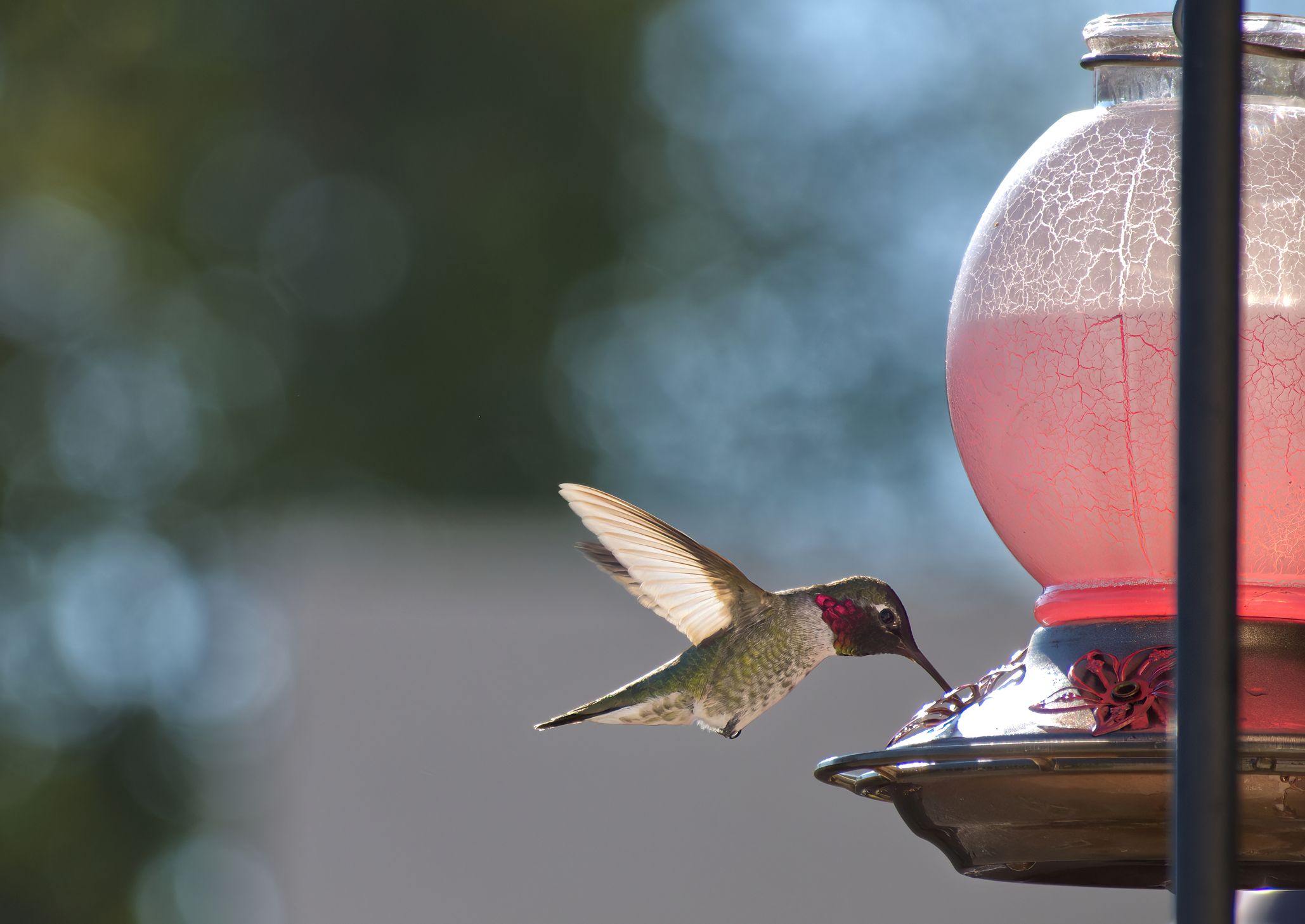 Hummingbirds Are Evolving to Adapt to Life With Humans